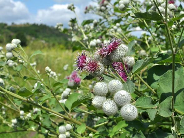 Imagem - 7 benefícios da planta medicinal bardana e como usá-la