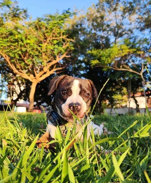 O cão Dolly Bob na Praça Nossa Senhora Assunção