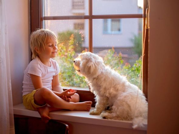 Imagem - 8 dicas para uma boa convivência entre cachorros e crianças