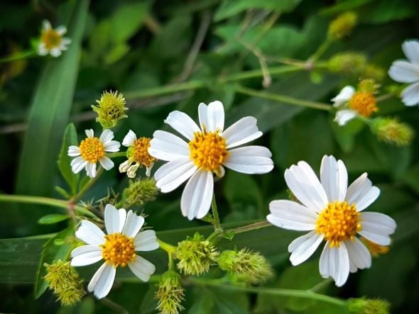 Imagem - 7 benefícios da planta medicinal picão e como utilizá-la