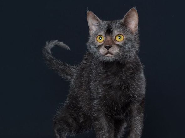 Imagem - 4 características do gato exótico da raça lykoi