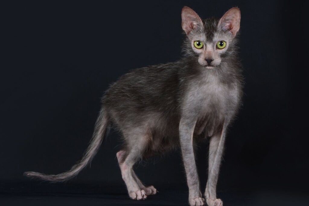 É importante que o tutor esteja atento à saúde do lykoi devido à ausência de pelos (Imagem: Cicafotos | Shutterstock)