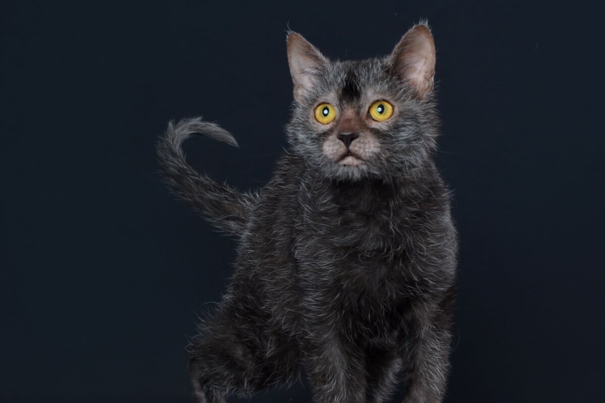 O lykoi é uma raça considerada rara e lembra o mítico lobisomem (Imagem: Cicafotos | Shutterstock) 