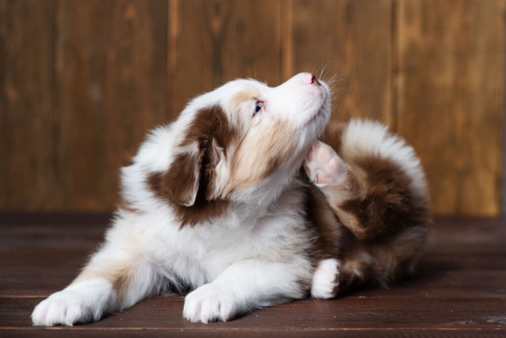 A ansiedade também pode causar coceira nos cachorros (Imagem: Ermolaeva Olga 84 | Shutterstock)