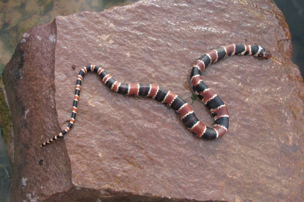 A cobra-coral é extremamente perigosa devido ao seu veneno neurotóxico (Imagem: guentermanaus | Shutterstock)