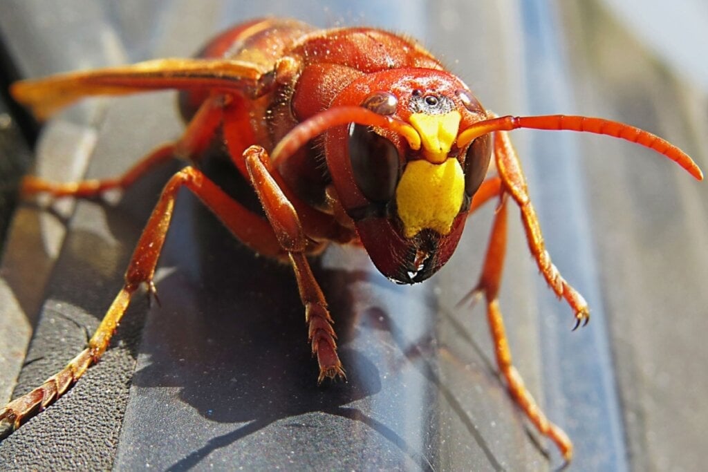 A vespa-mandarina vive em florestas do Japão e China e é a maior vespa do mundo (Imagem: mandarina | Shutterstock)