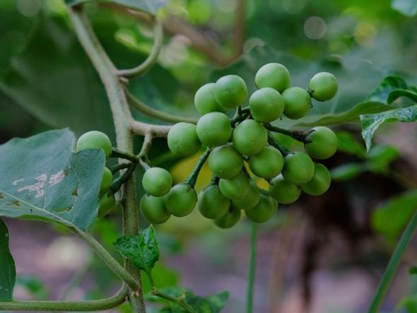 Imagem - 5 benefícios da planta jurubeba para a saúde