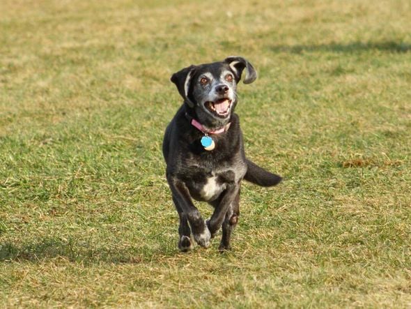 Imagem - 8 brincadeiras seguras para cachorros idosos