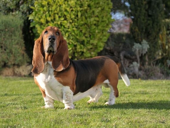 Imagem - 4 características do cachorro da raça basset hound 