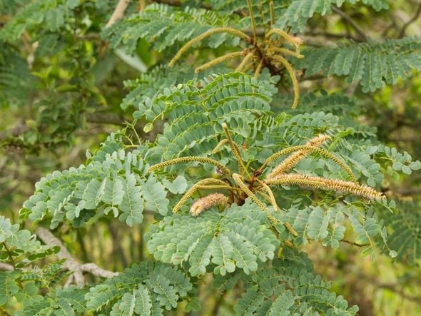 Imagem - 5 benefícios da planta barbatimão para a saúde e como usá-la