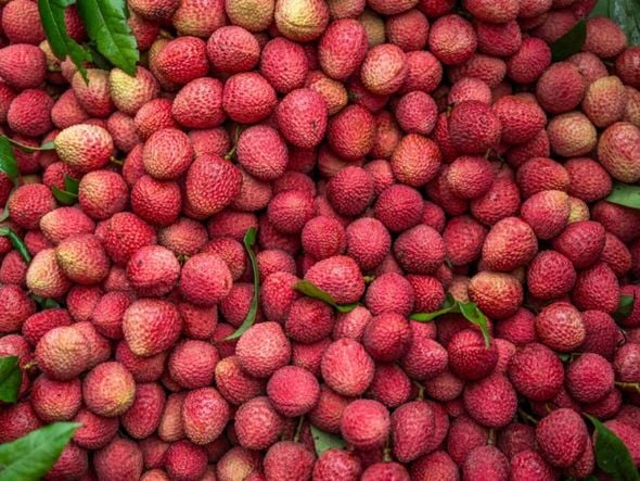 Imagem - Sabia que dá para plantar lichia em casa com apenas 1 caroço? Veja como