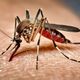 Imagem - Rio de Janeiro confirma primeira morte por dengue em 2025