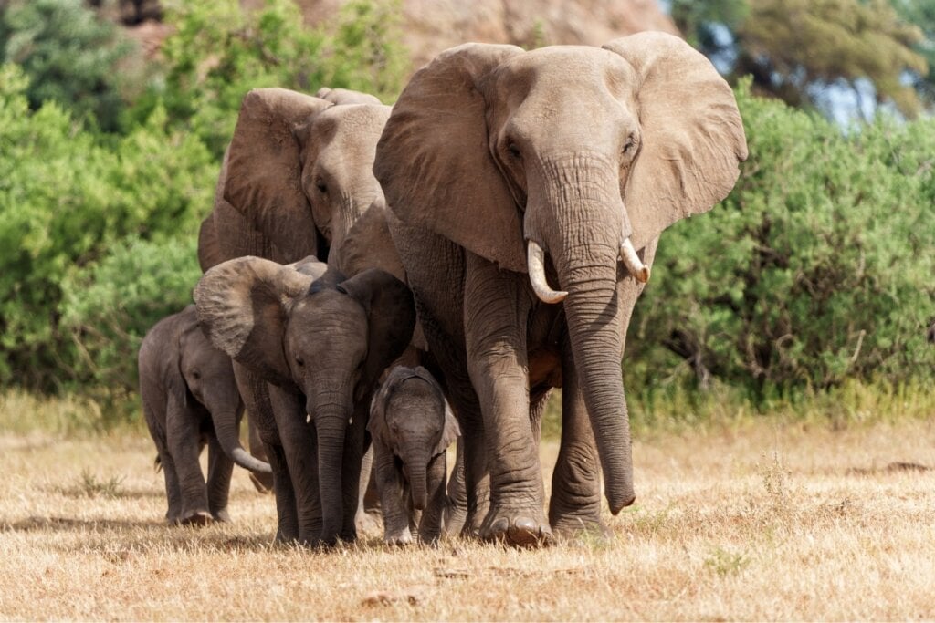 O elefante-africano pode se tornar extremamente perigoso quando ameaçado (Imagem: Henk Bogaard | Shutterstock)
