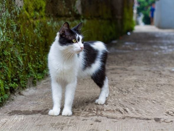 Imagem - 4 características do gato da raça manês