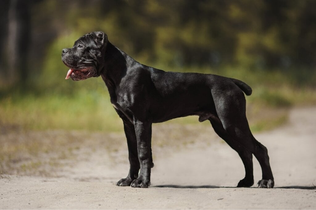 O cane corso é um guardião atento e reservado com estranhos (Imagem: Daria Shvetcova | Shutterstock)