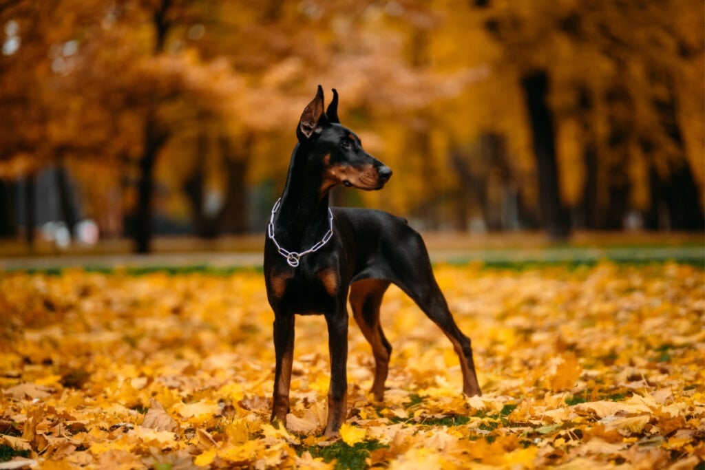 O dobermann é um cachorro dócil com a família e feroz em situações de ameaça (Imagem: JELIZAVETA KARAKAJA | Shutterstock)