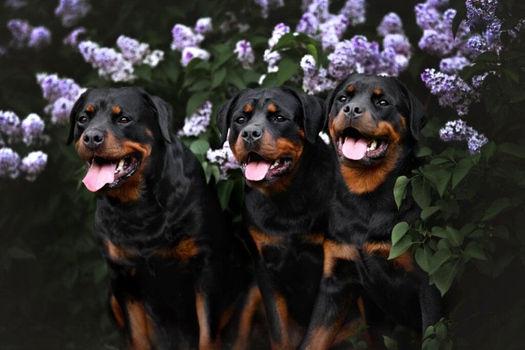 O rottweiler tem um instinto de guarda que o torna vigilante e pronto para defender seus tutores (Imagem: otsphoto | Shutterstock)