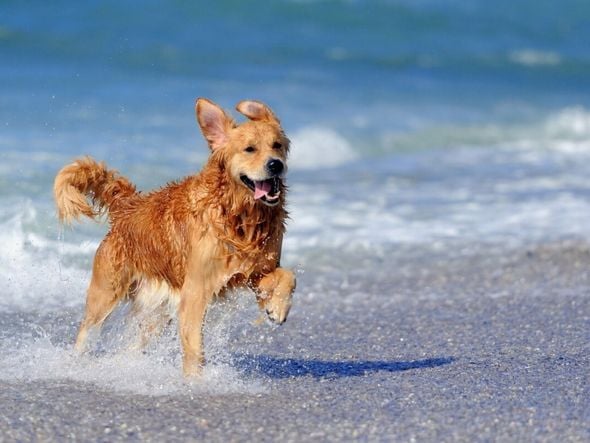 Imagem - Veja os cuidados necessários com os animais na praia