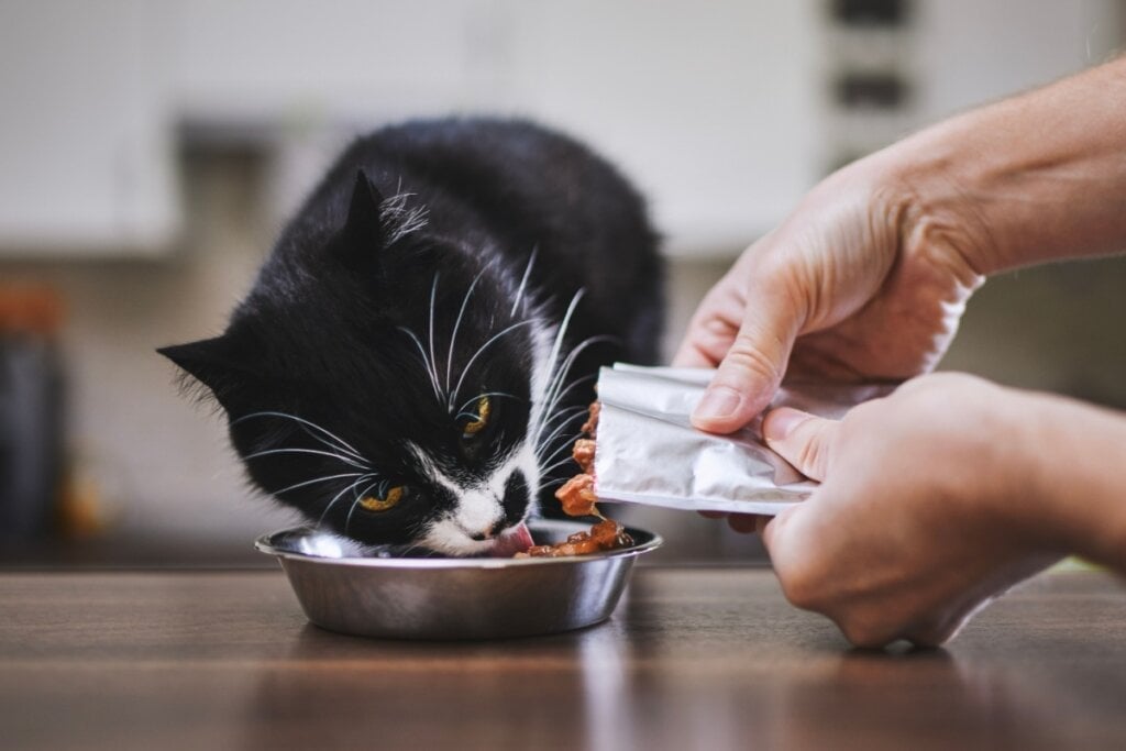 É importante manter a rotina de alimentação dos animais de estimação durante a viagem (Imagem: Jaromir Chalabala | Shutterstock)