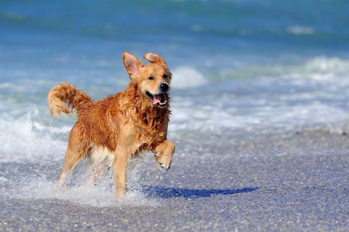 Levar o animal de estimação para as viagens de férias requer cuidados (Imagem: Volodymyr Burdiak | Shutterstock) 