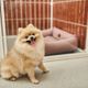 Imagem - 8 dicas para escolher o hotel para deixar o cachorro nas férias