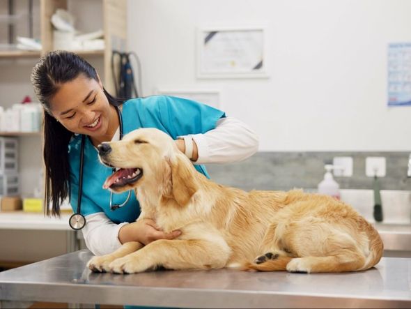 Imagem - Veja a importância das consultas de rotina para os animais