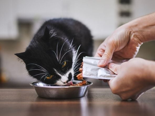 Imagem - 9 sabores que os gatos mais gostam 