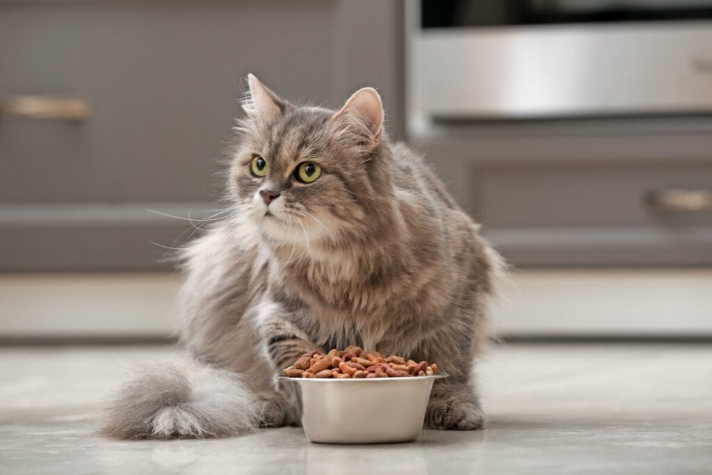 Alimentos com sabor de peru podem ser atrativos para o paladar dos gatos (Imagem: Pixel-Shot | Shutterstock) 