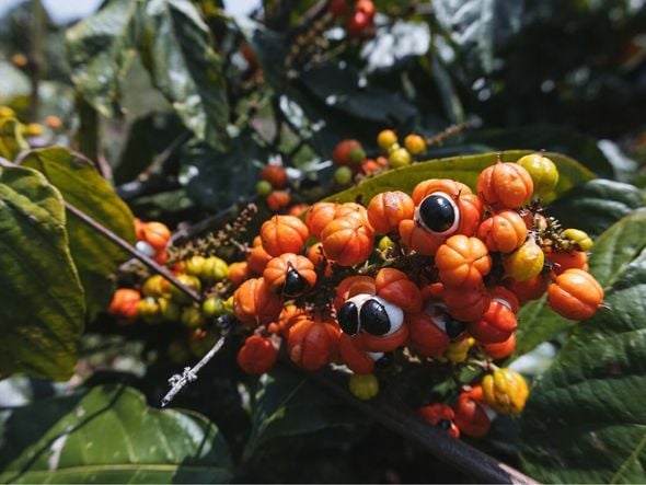 Imagem - 5 benefícios da planta guaraná para a saúde e como usá-la