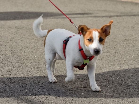 Imagem - 10 cuidados no primeiro passeio com o cachorro na rua