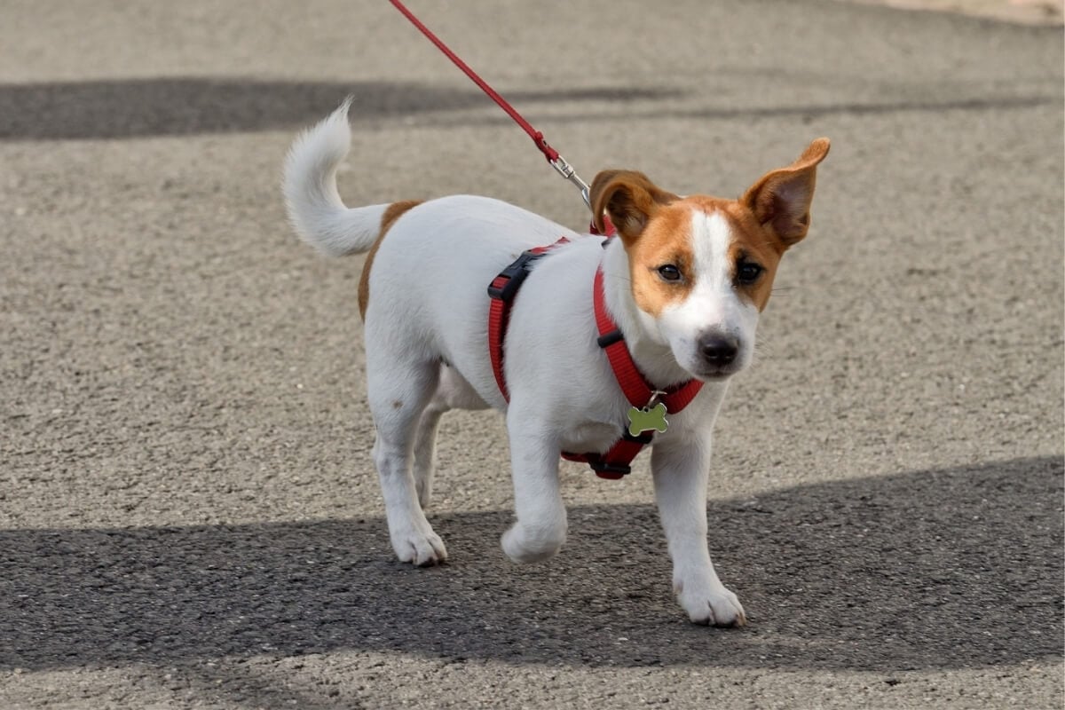 Planejar o primeiro passeio do cachorro garante a segurança e o conforto do animal (Imagem: aleksandr4300 | Shutterstock)