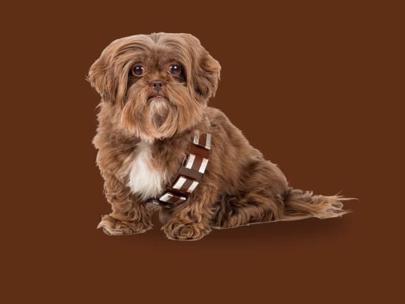 Imagem - 12 nomes de personagens de Star Wars para cachorro