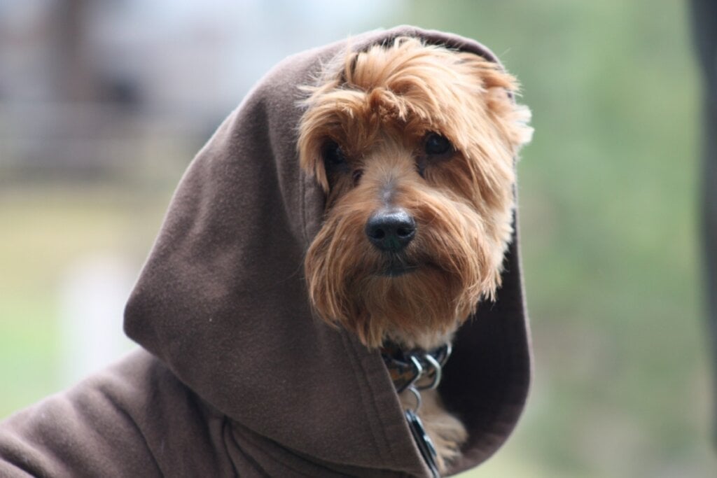 Kylo é um nome moderno e combina com cães de aparência marcante e personalidade forte (Imagem: Kelly Willits | Shutterstock)