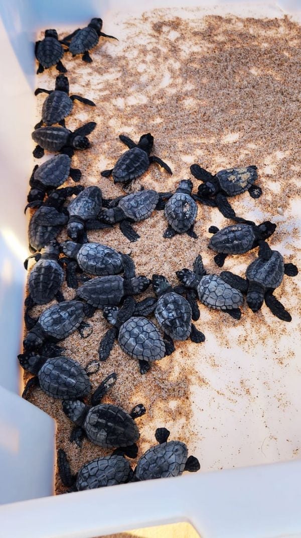 Tartarugas prontas para soltura