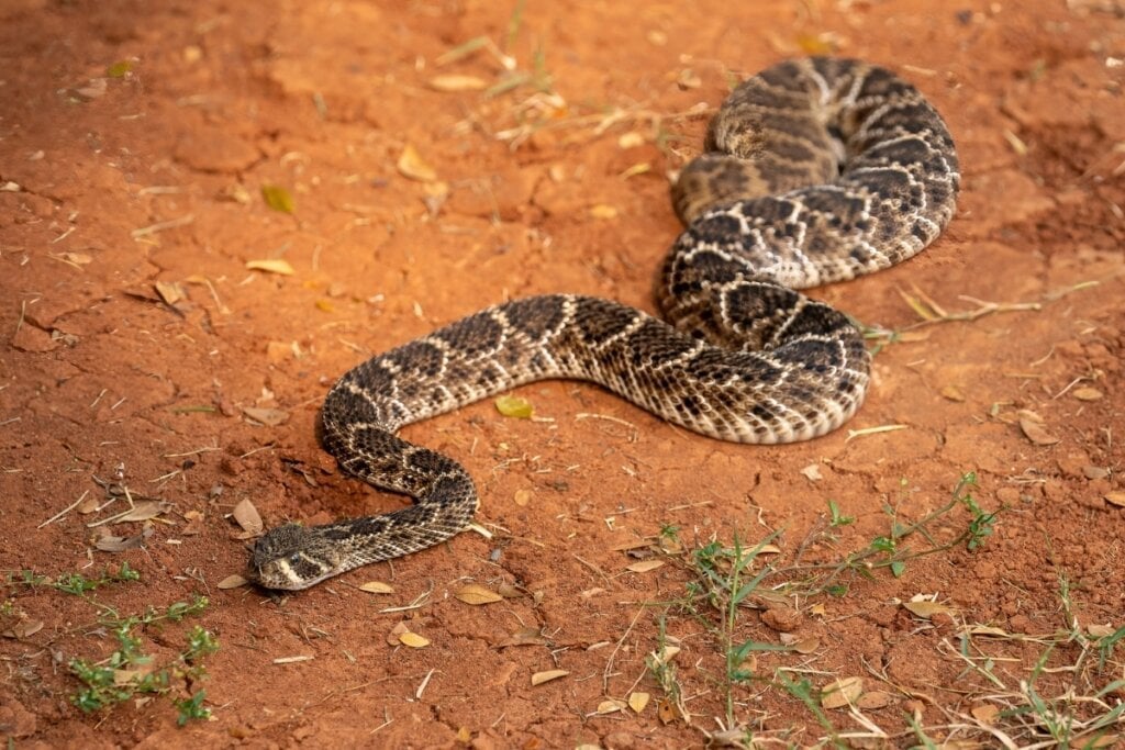 A cascavel é uma cobra que evita confrontos, mas pica quando se sente ameaçada (Imagem: Lauren Suryanata | Shutterstock)