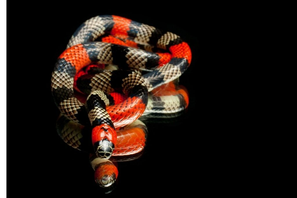 A cobra coral-verdadeira é facilmente identificável por seus  anéis vermelhos, pretos e amarelos (Imagem: DanielSnake | Shutterstock) 