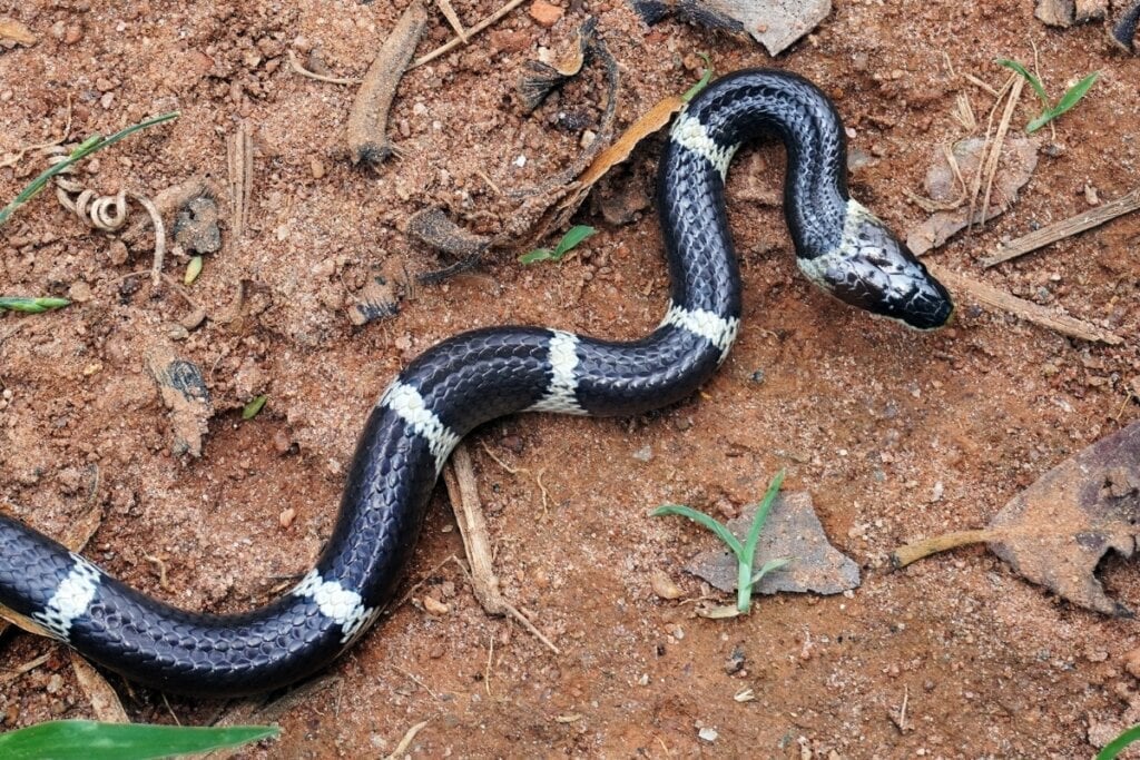 A cobra krait-comum é noturna e tem hábitos reclusos, caçando principalmente outras cobras e pequenos mamíferos (Imagem: AjayTvm | Shutterstock)