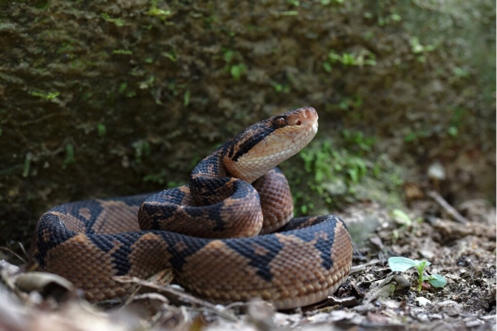 A surucucu-pico-de-jaca é a maior víbora das Américas, chegando a medir até 3,5 metros (Imagem: atrick K. Campbell | Shutterstock) 