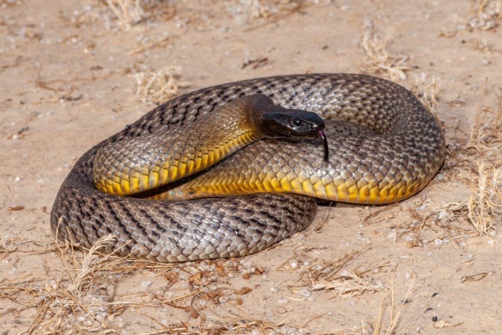 A taipan-do-interior é considerada a cobra terrestre mais venenosa do mundo (Imagem: Ken Griffiths |  Shutterstock) 