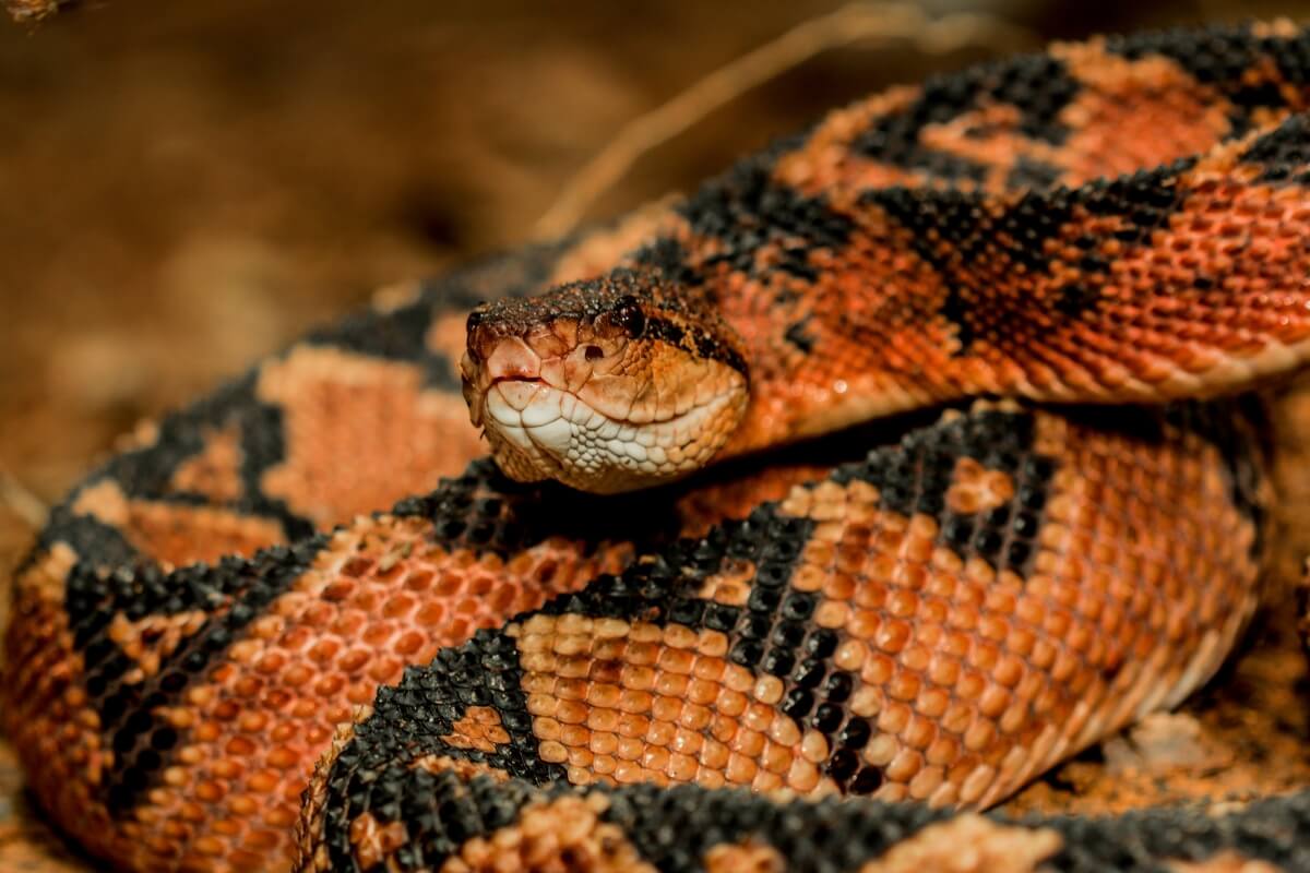 As cobra peçonhentas se destacam por seu veneno potente e características únicas (Imagem: Vampflack | Shutterstock) 