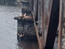 Imagem - Mulher cai de ponte ao tirar foto e se segura em cadarço até ser resgatada por bombeiro