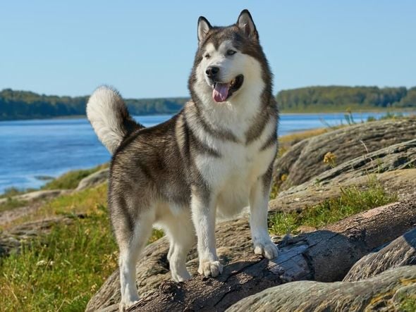 Imagem - 4 características do cachorro da raça malamute do Alasca