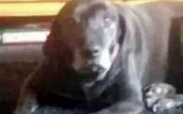 Cachorro confunde mente dos internautas