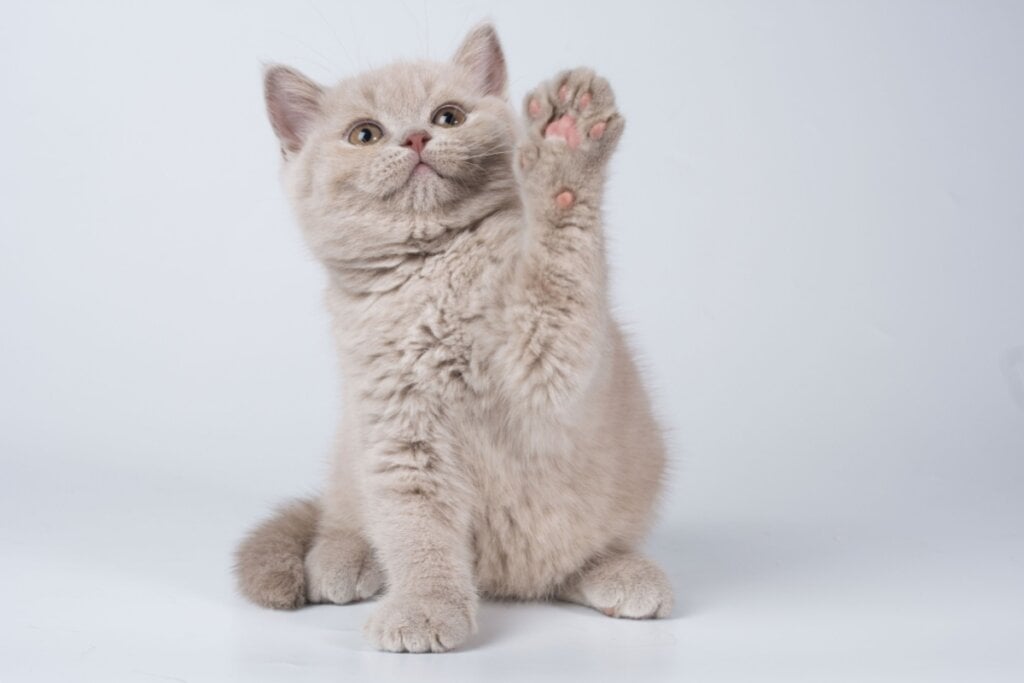 O filhote de british shorthair têm uma aparência robusta e encantadora, que lembra ursinho de pelúcia (Imagem: OksanaSusoeva | Shutterstock)