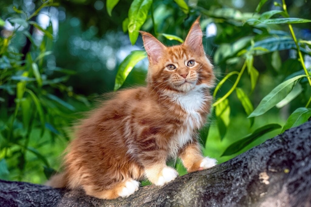 O filhote de maine coon tem uma pelagem densa que o torna extremamente fofo (Imagem: AVRORACOON | Shutterstock)