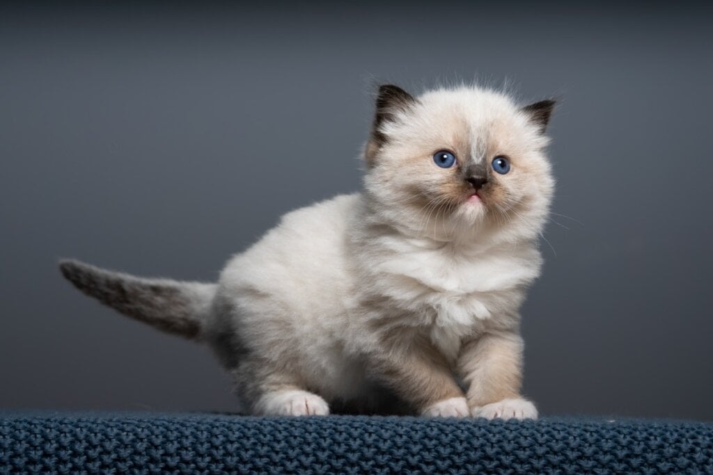 O filhote de ragdoll tem uma aparência de “pelúcia” encantadora (Imagem: V. Pawtraits | Shutterstock) 