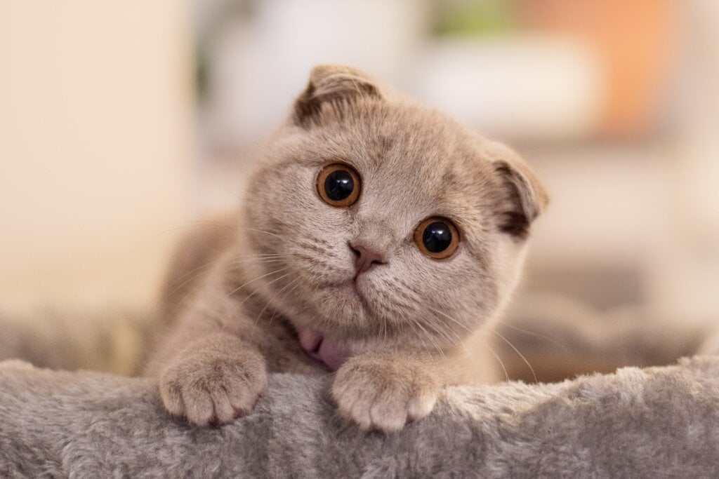 O scottish fold parece um brinquedo de pelúcia quando filhote (Imagem: Ance Kazaka | Shutterstock) 