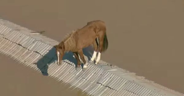 Cavalo Caramelo