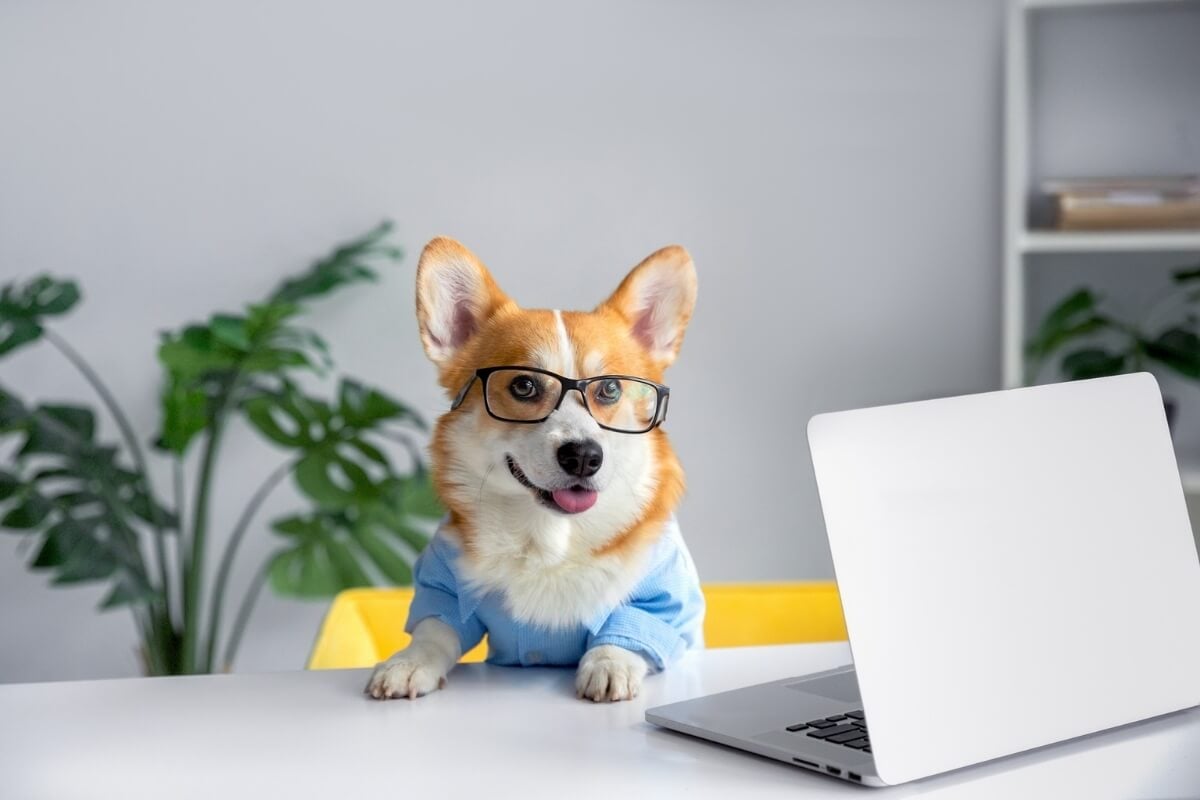 Nomes inspirados em 'The Office' exploram a personalidade única dos pets e criam conexões com os fãs da série (Imagem: Kristina Holovach | Shutterstock)