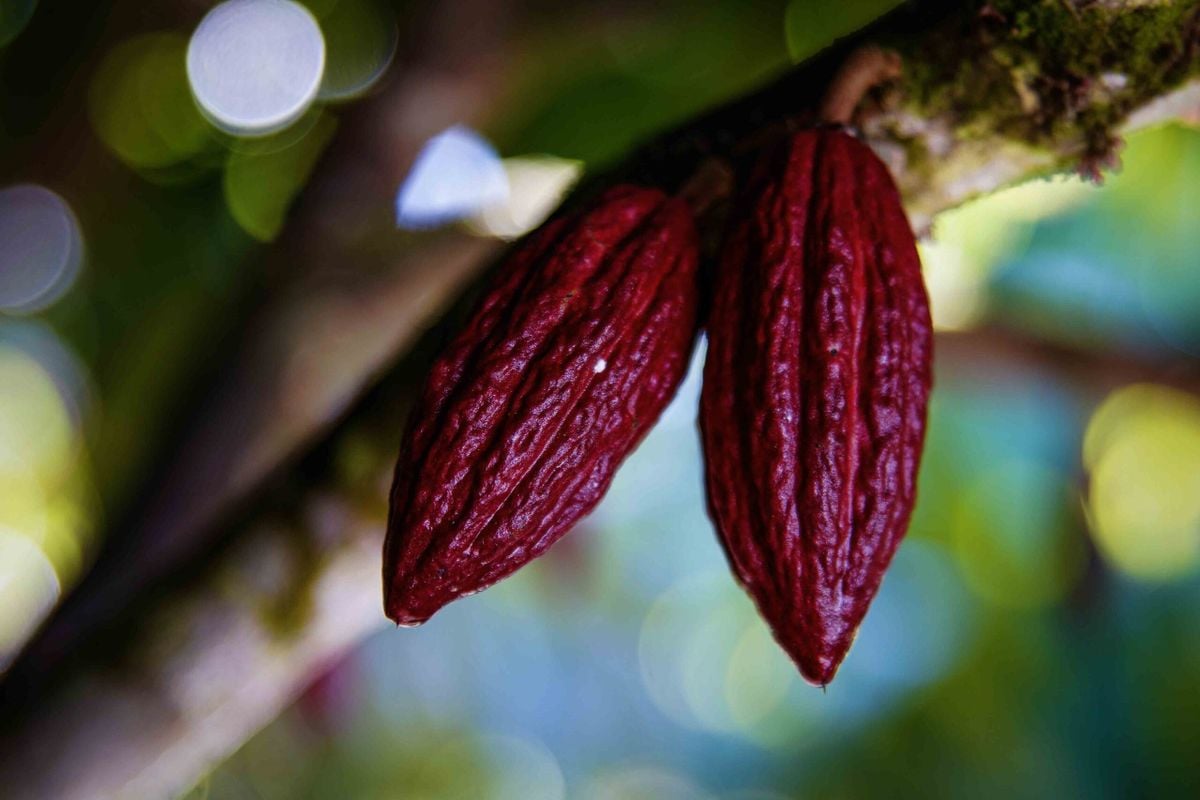 Produção cacaueira é feita numa área de 23 hectares